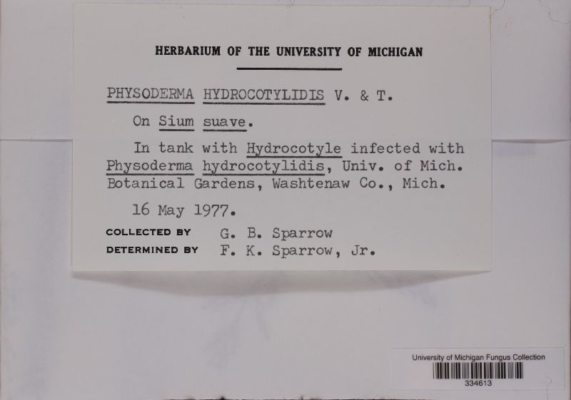 Physoderma hydrocotylidis image