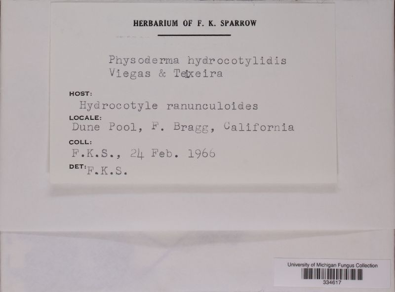 Physoderma hydrocotylidis image