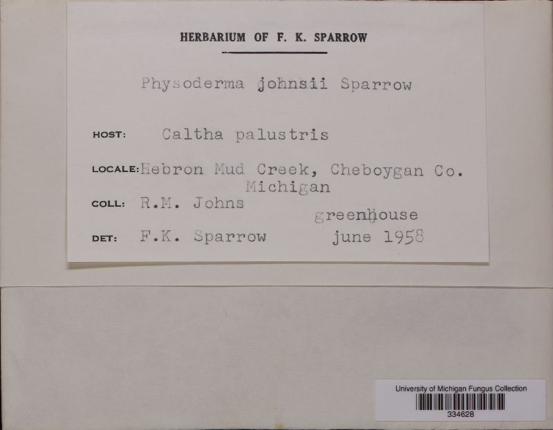 Physoderma johnsii image