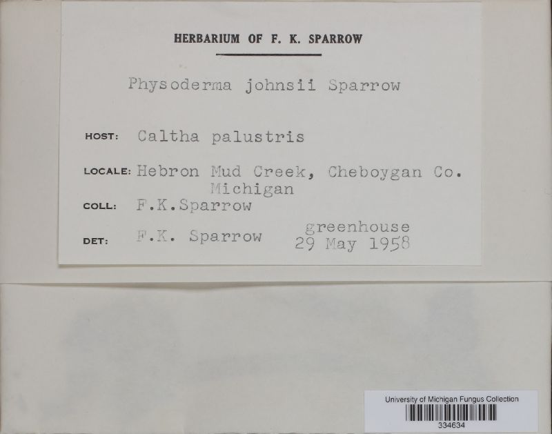 Physoderma johnsii image