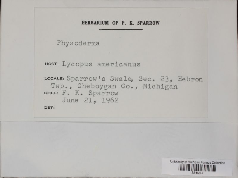 Physoderma lycopi image