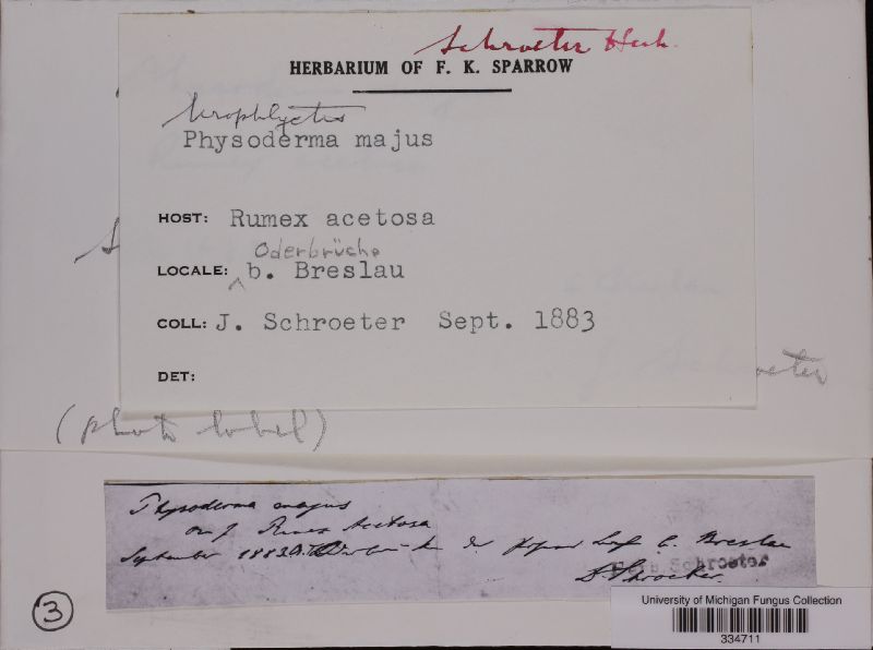 Physoderma majus image