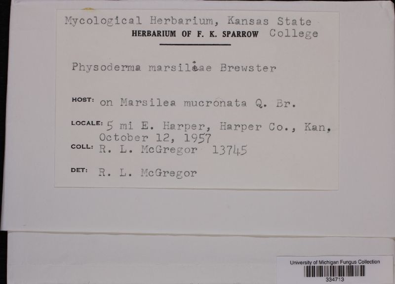 Physoderma marsileae image