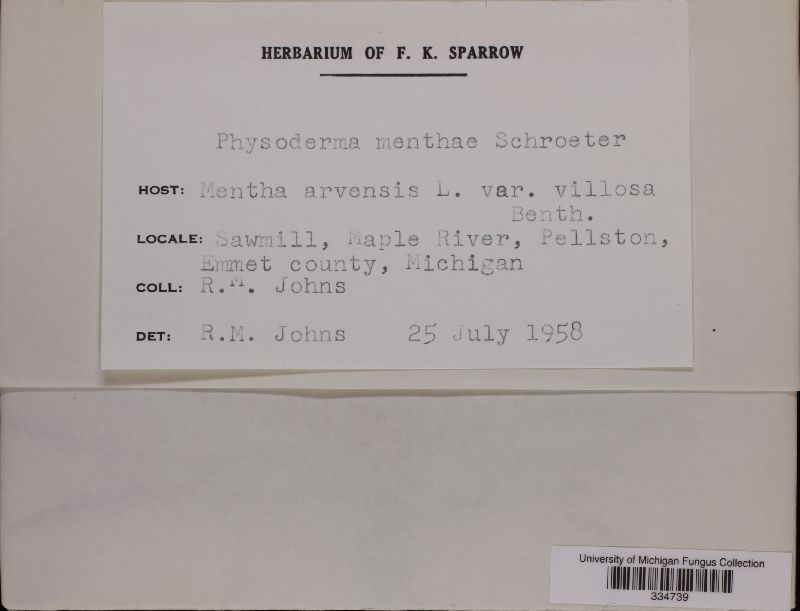 Physoderma image