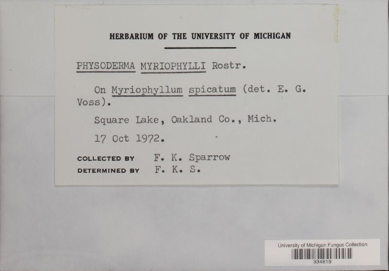 Physoderma myriophylli image