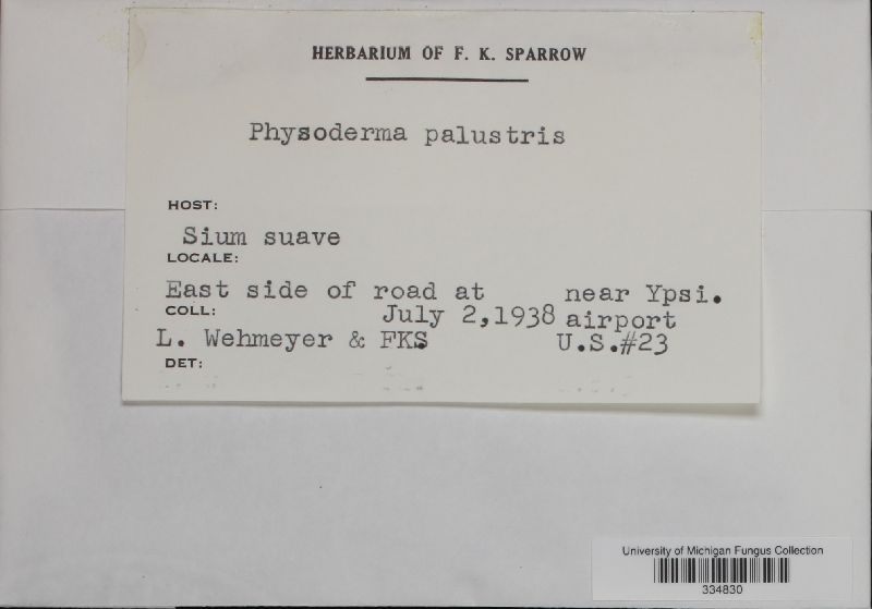 Physoderma palustre image