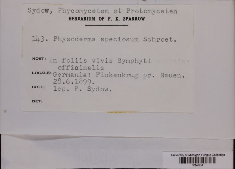 Physoderma speciosum image