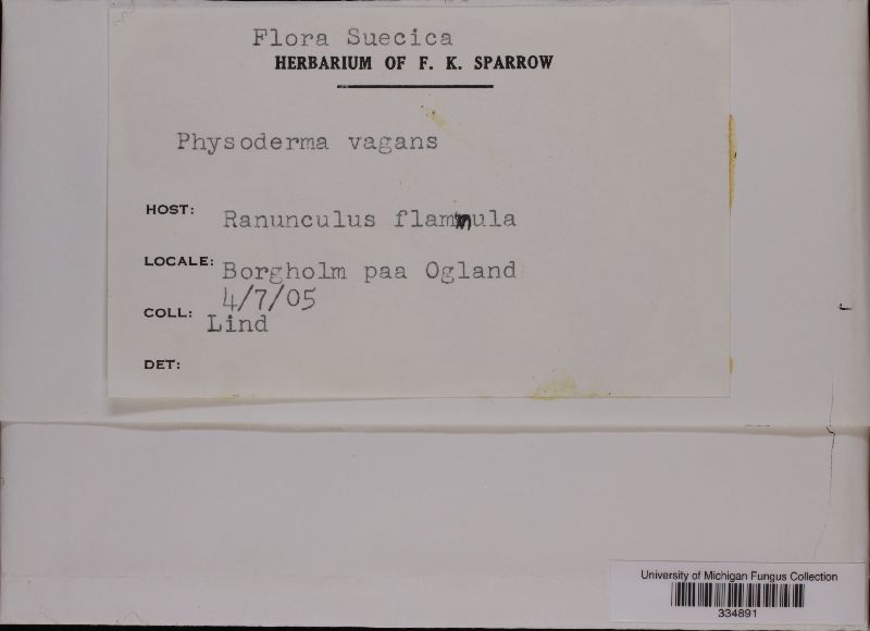 Physoderma image