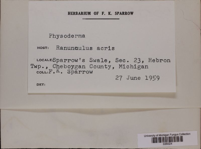 Physoderma image