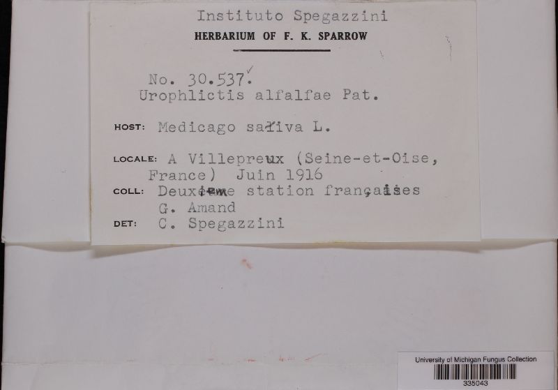 Physoderma alfalfae image