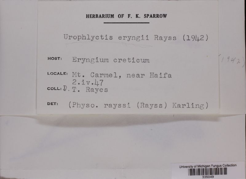Urophlyctis eryngii image