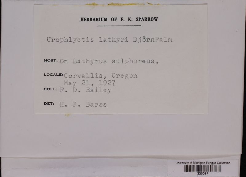 Physoderma lathyri image