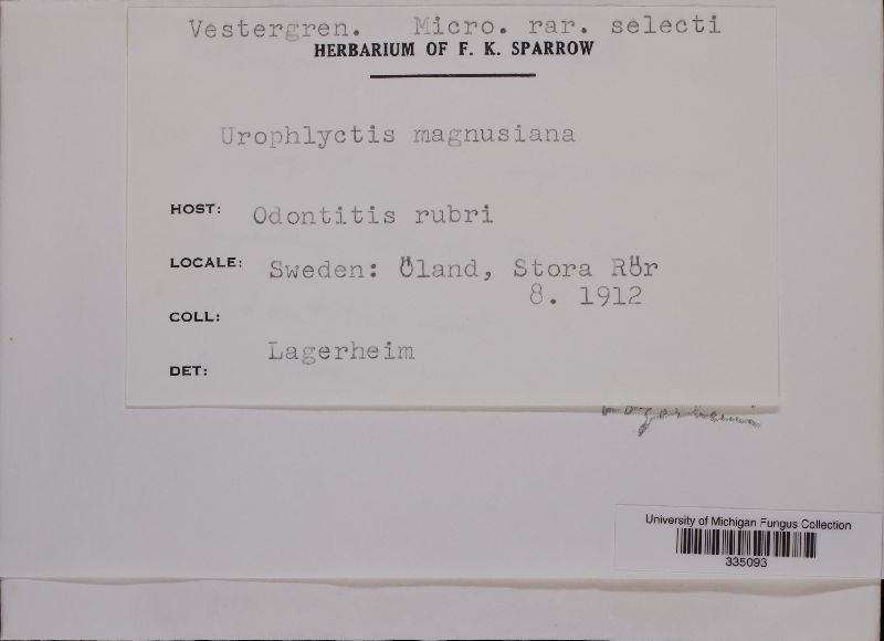 Urophlyctis magnusiana image