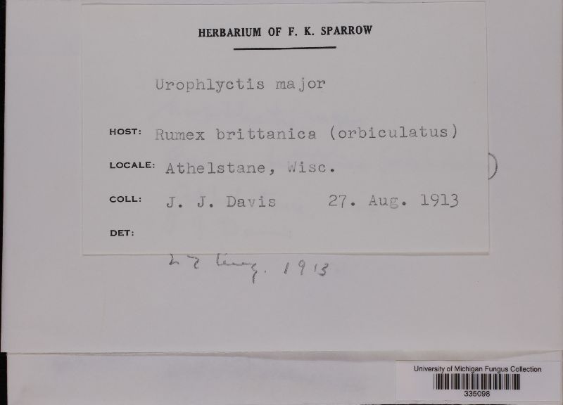 Urophlyctis major image