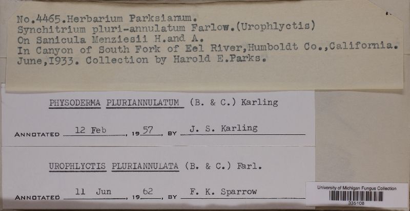 Physodermataceae image