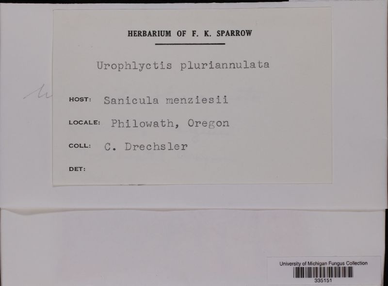 Urophlyctis pluriannulata image