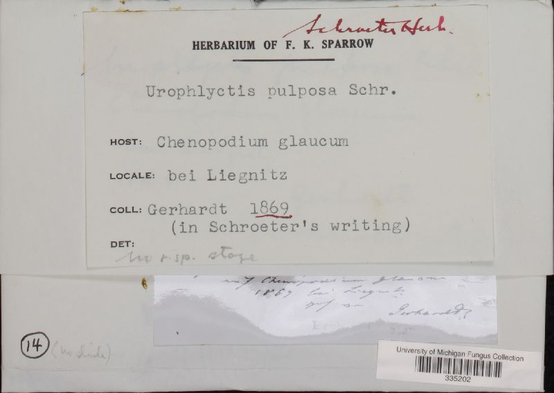 Physoderma pulposum image