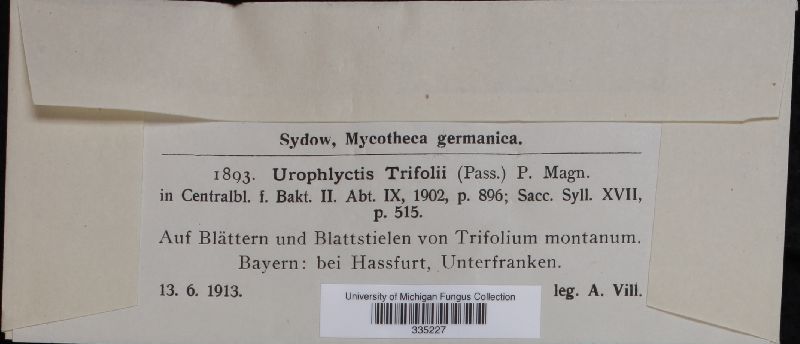 Urophlyctis trifolii image