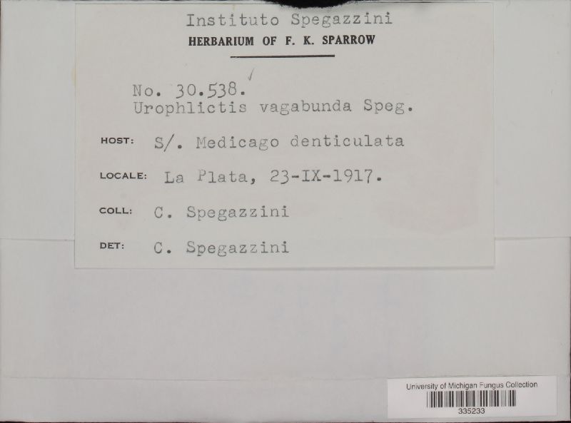 Urophlyctis vagabunda image