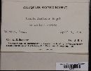 Bremia lactucae image