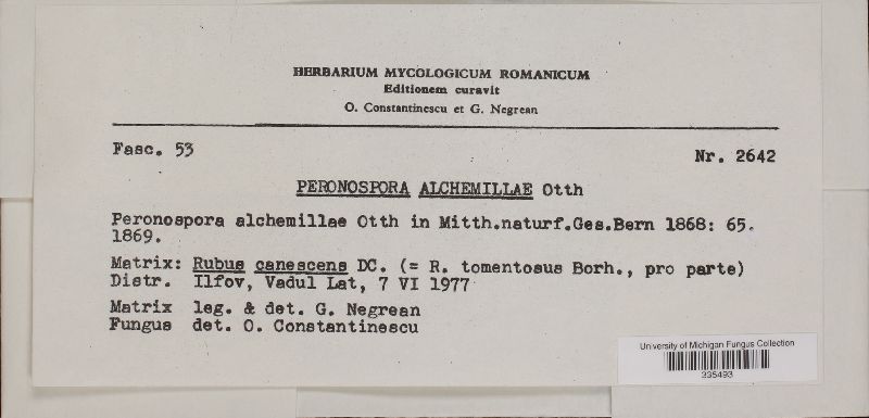 Peronospora alchemillae image