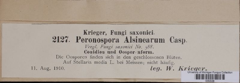 Peronospora alsinearum image