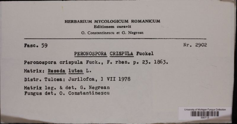 Peronospora crispula image
