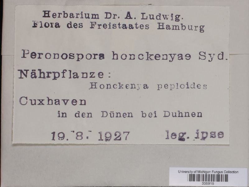 Peronospora honckenyae image