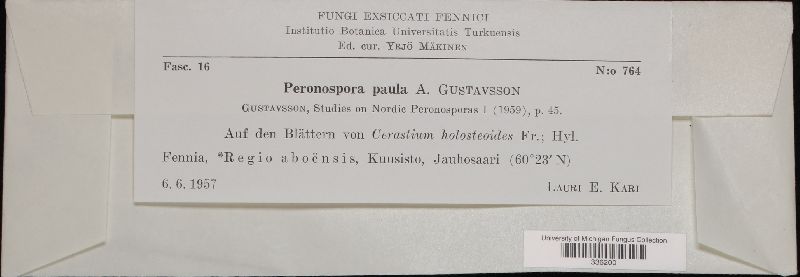 Peronospora paula image