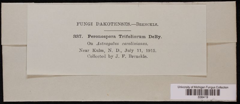 Peronospora trifoliorum image