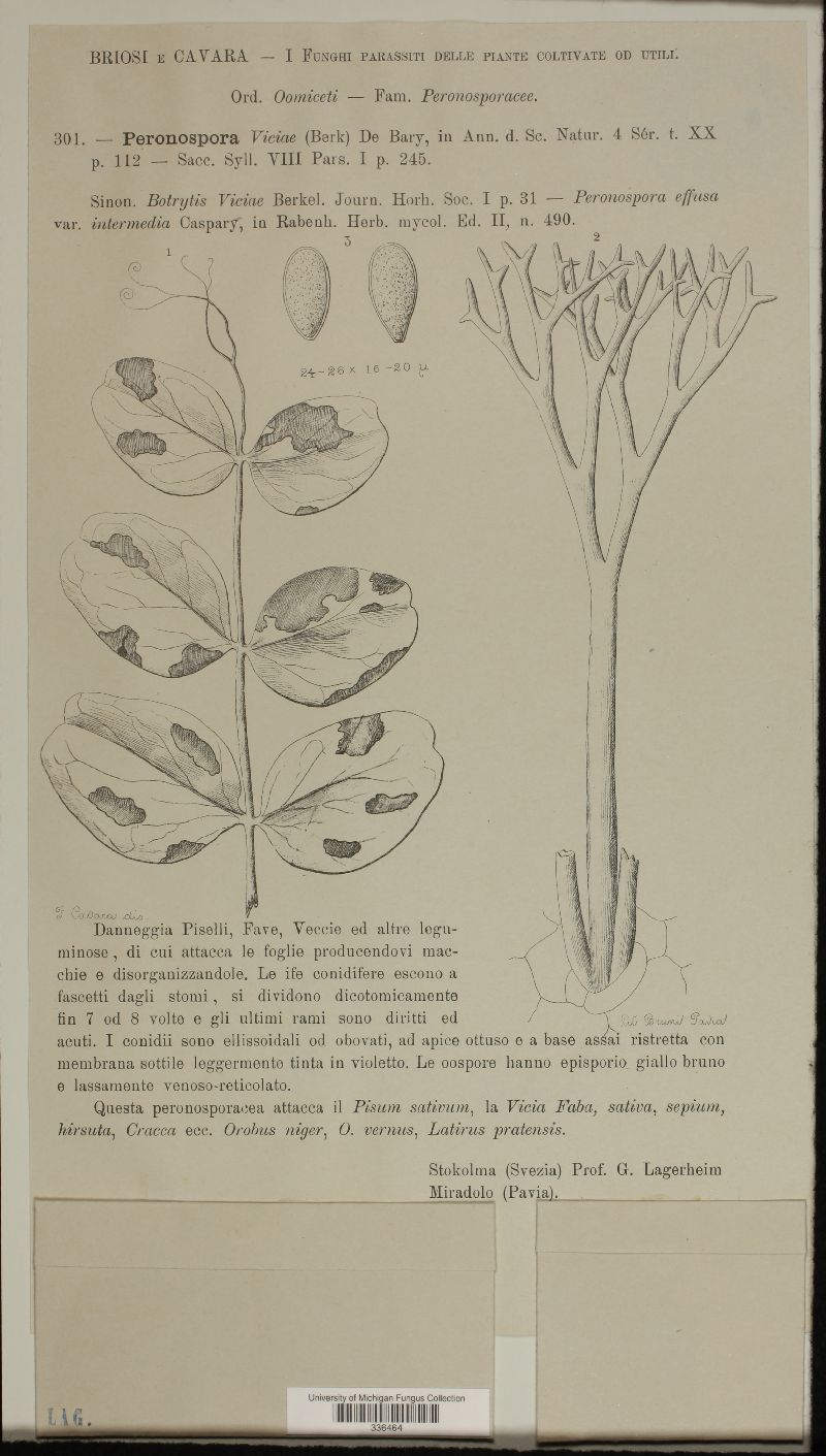 Peronospora viciae image