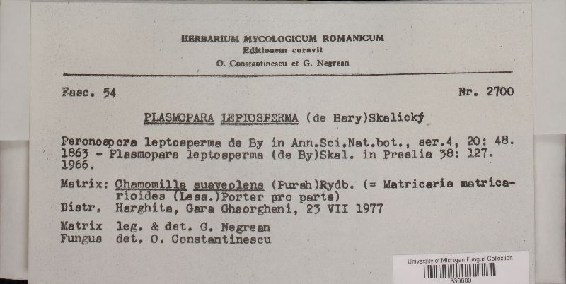 Plasmopara leptosperma image
