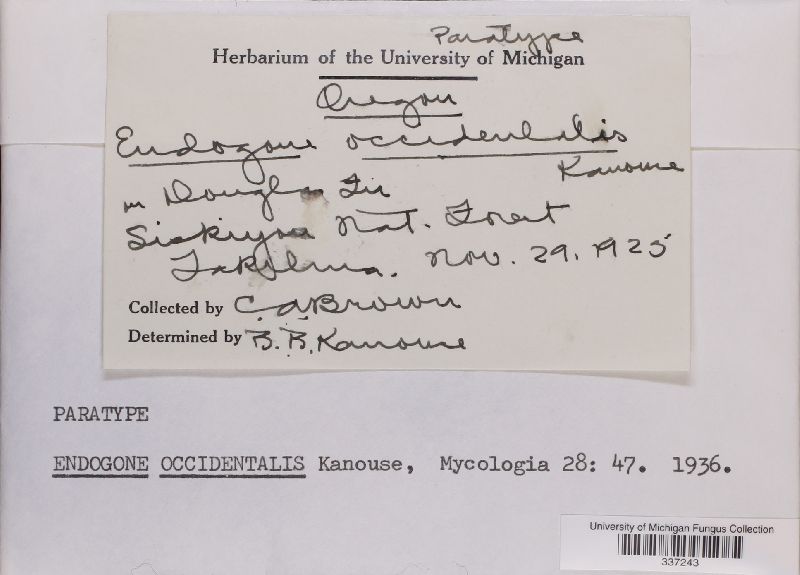 Endogone occidentalis image