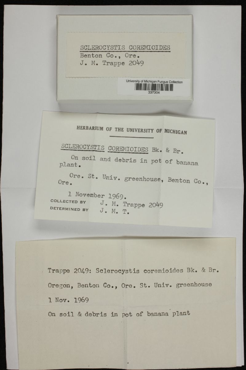Glomeraceae image