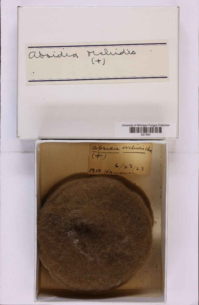 Absidia caerulea image