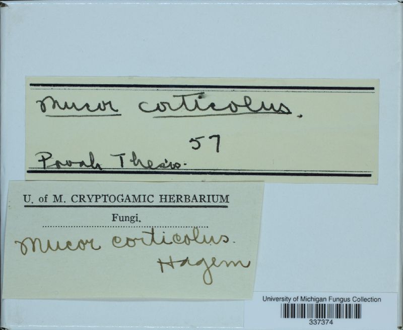 Mucor corticolus image