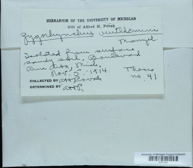 Mucor moelleri image