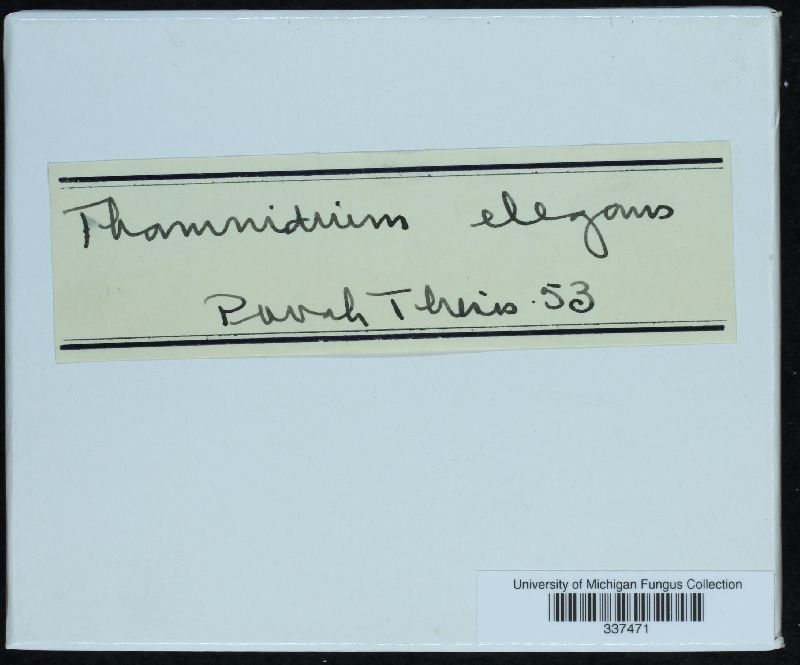 Thamnidium elegans image