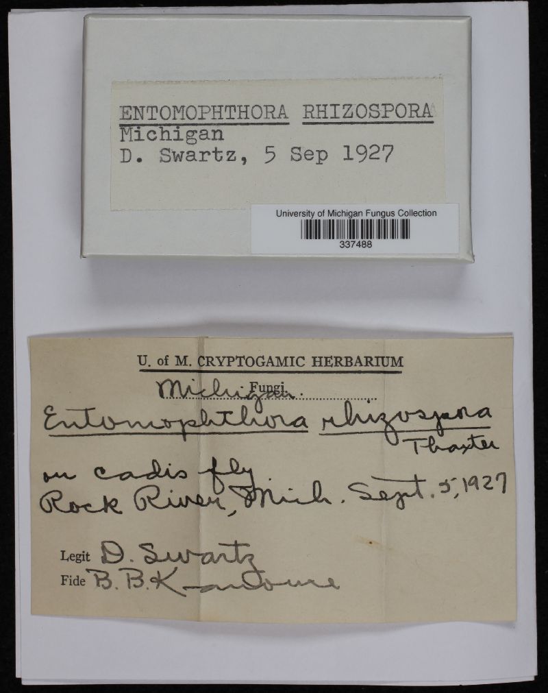 Erynia rhizospora image