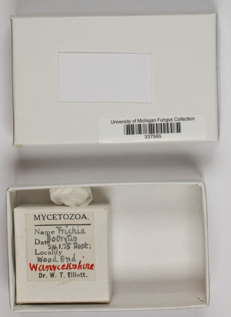 Trichia botrytis var. botrytis image