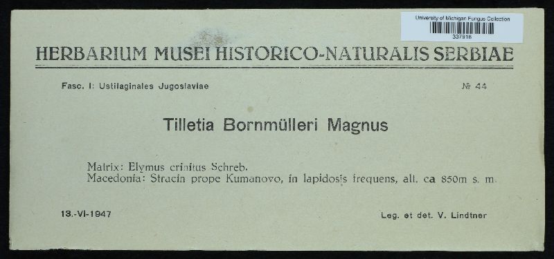 Tilletia bornmuelleri image