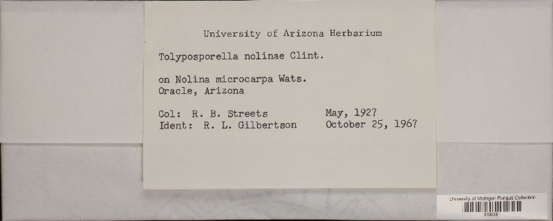 Clintamra nolinae image