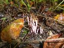 Clavaria rosea image