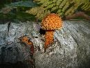 Pholiota squarrosa image