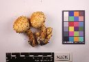 Pholiota squarrosa image