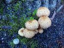 Pholiota squarrosa image