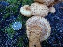 Pholiota squarrosa image