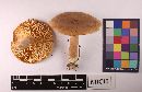 Lactarius camphoratus image