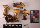 Suillus punctipes image