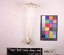 Amanita virosa image